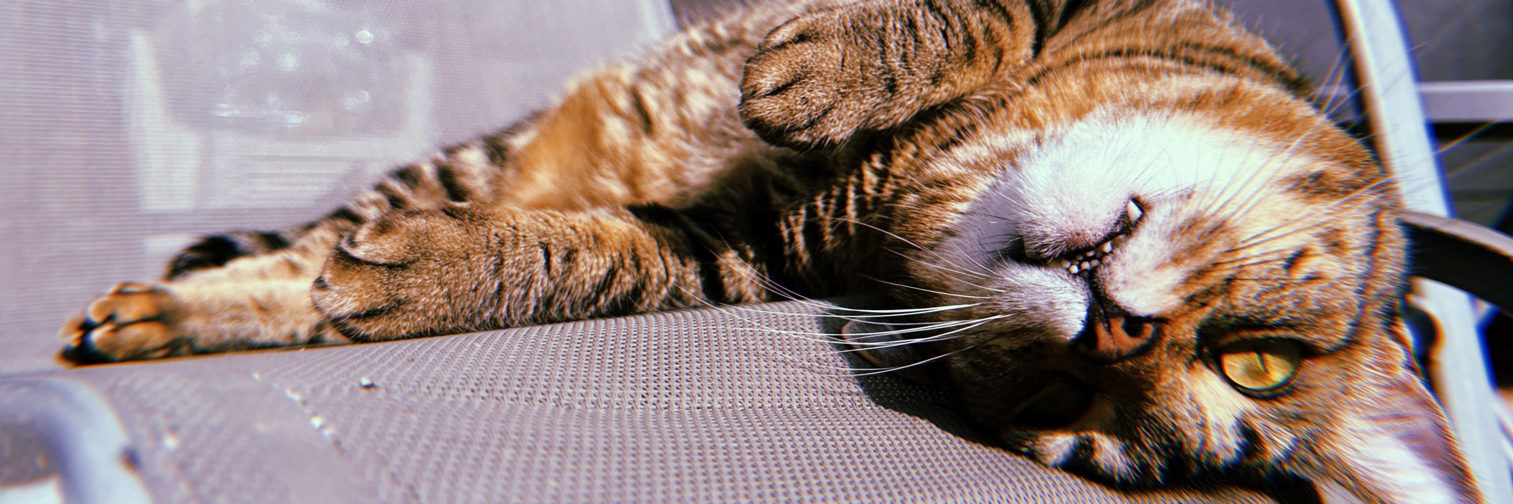 Little Bear The Cat