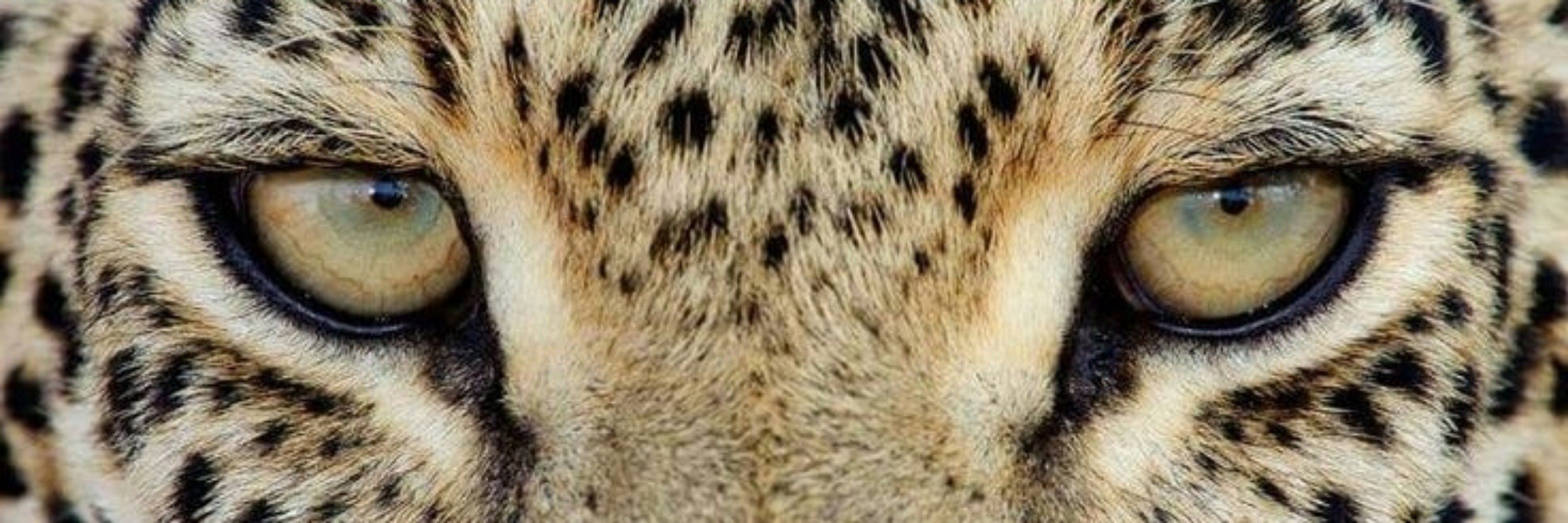 saruri