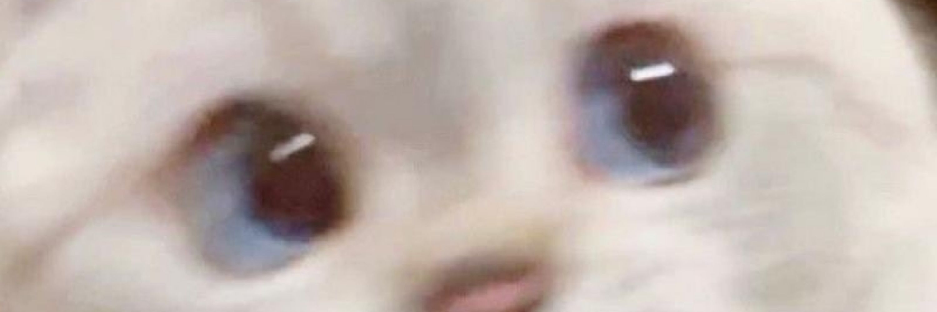 냥냥