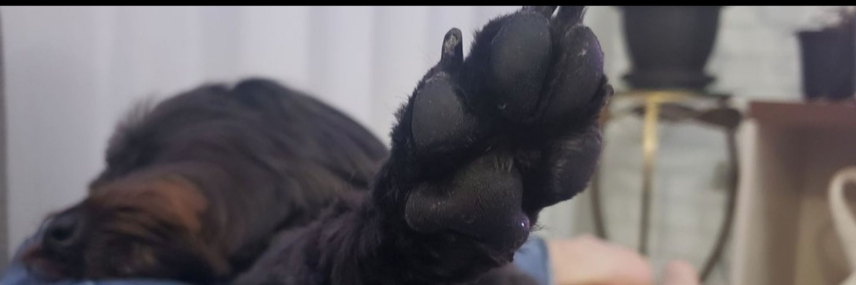Luu