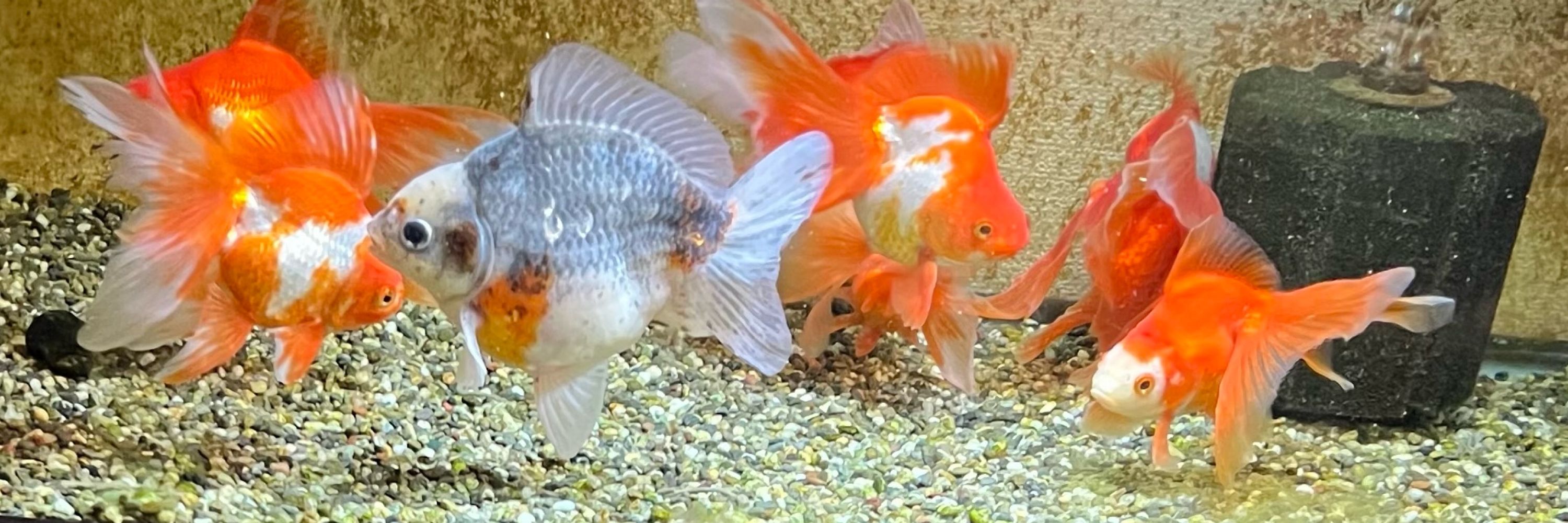 永井産の金魚
