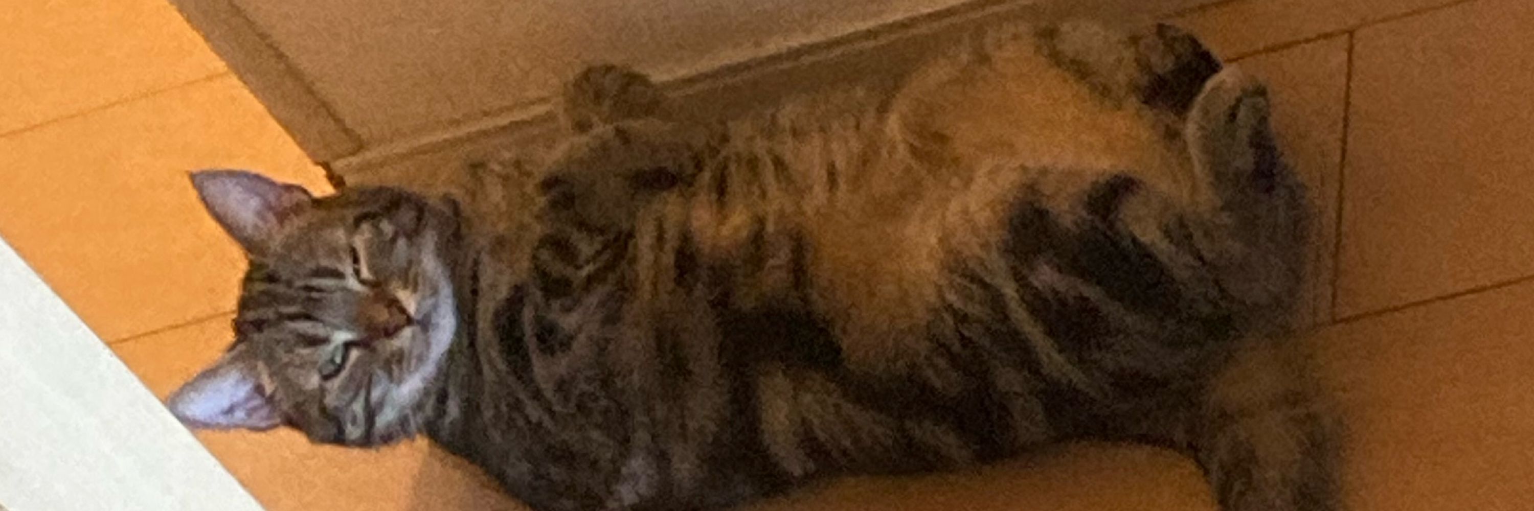 ビゴ