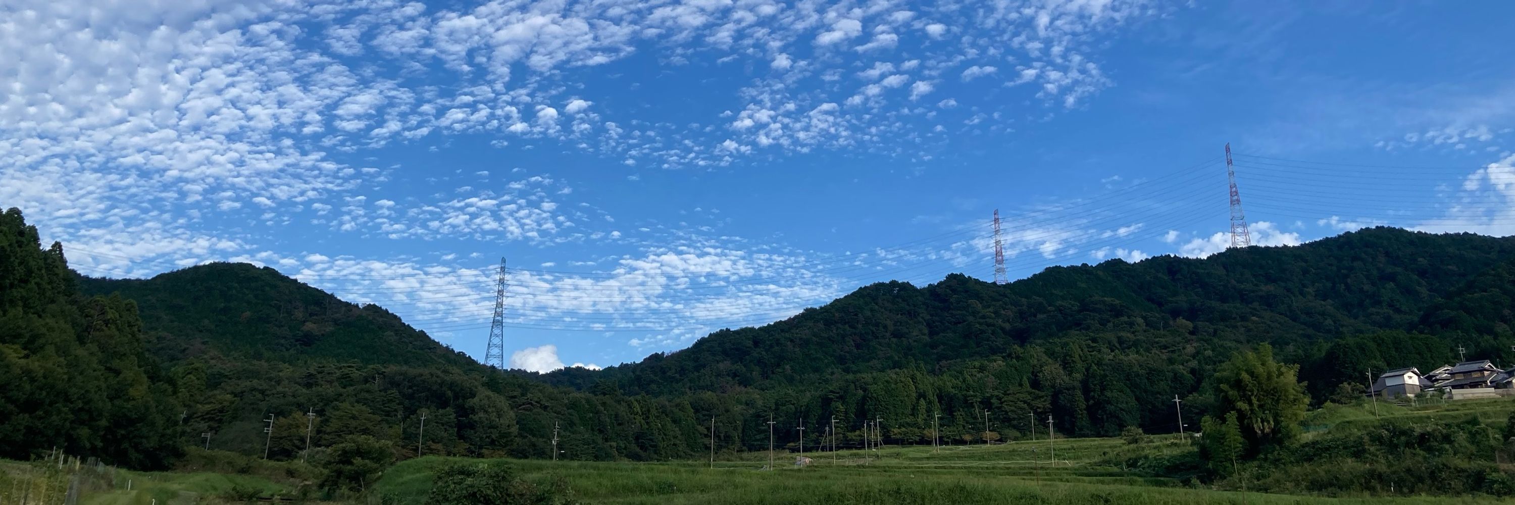山陰の鴨🦆