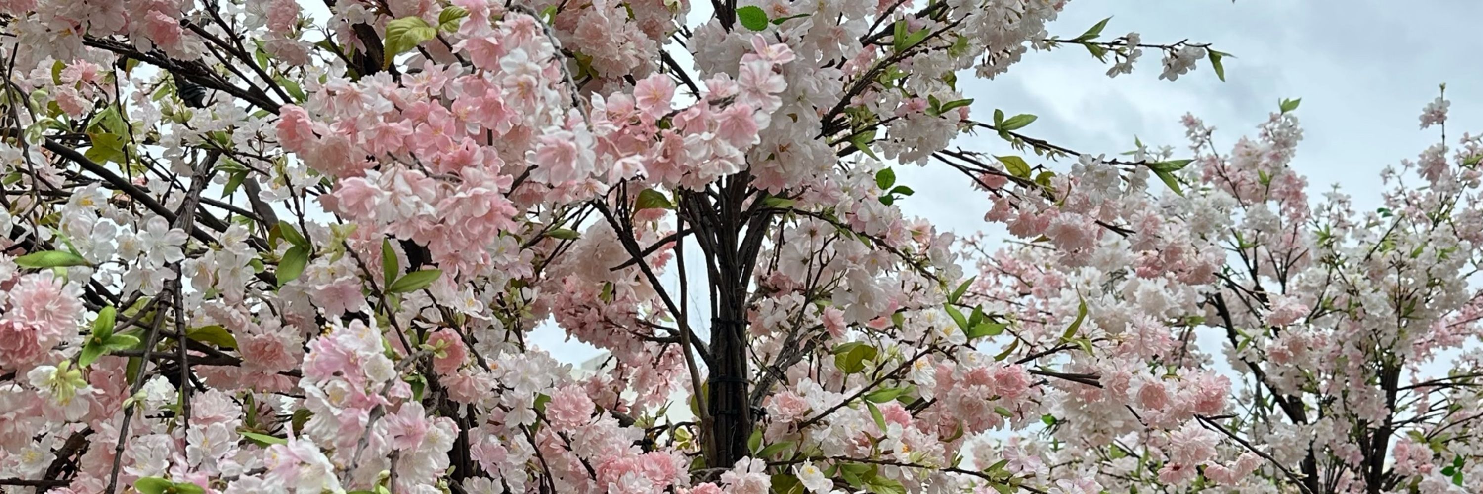 おとん
