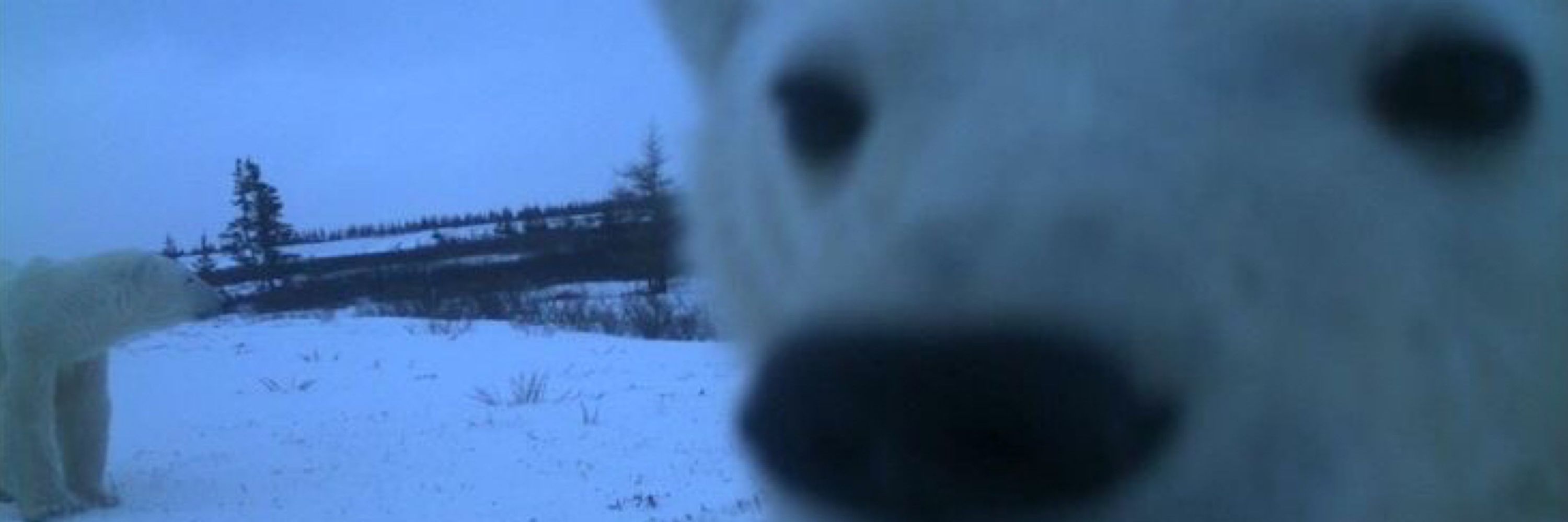 Polarzin