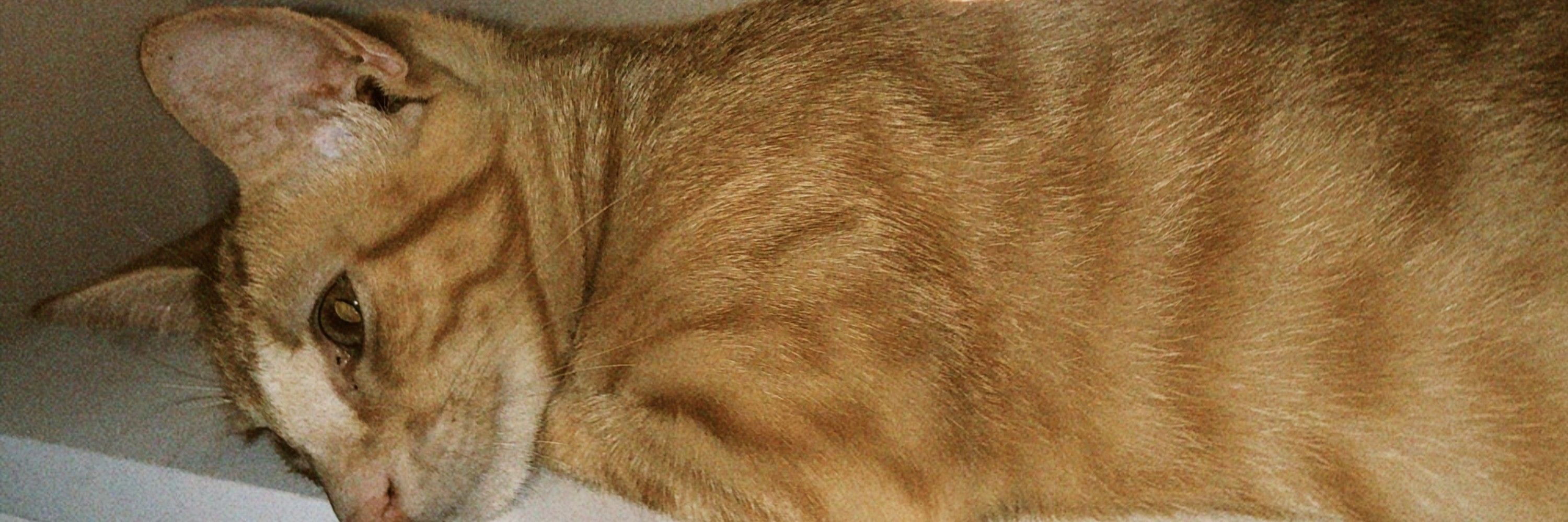 ticatiririca