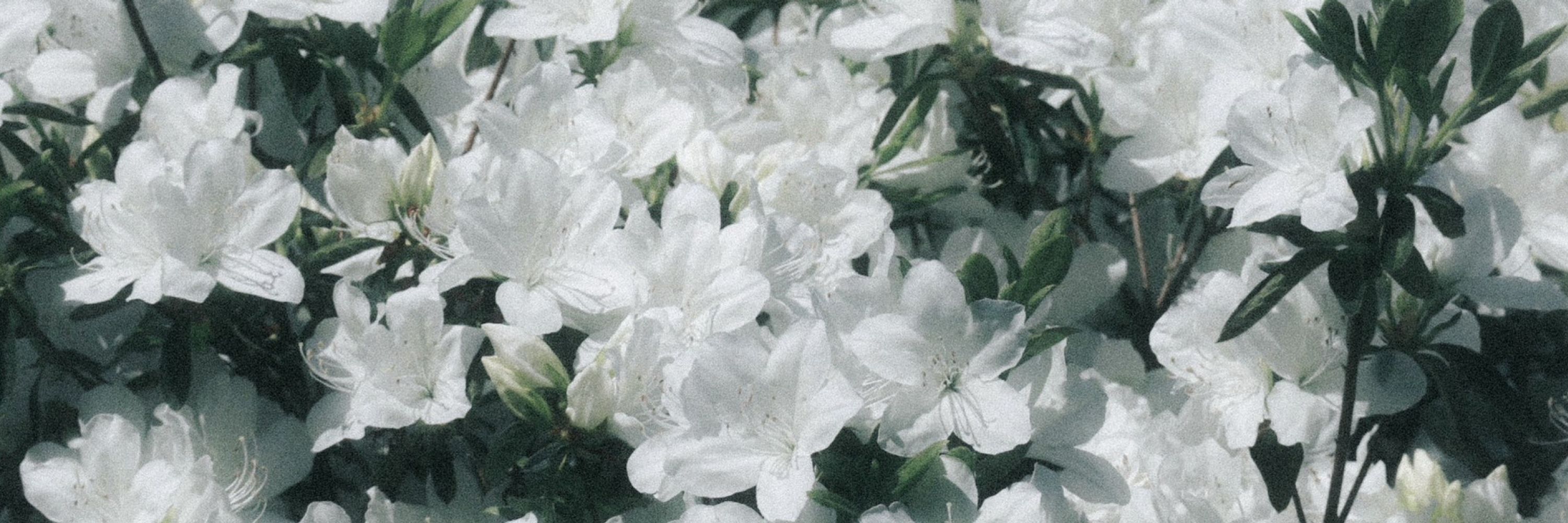 宝田