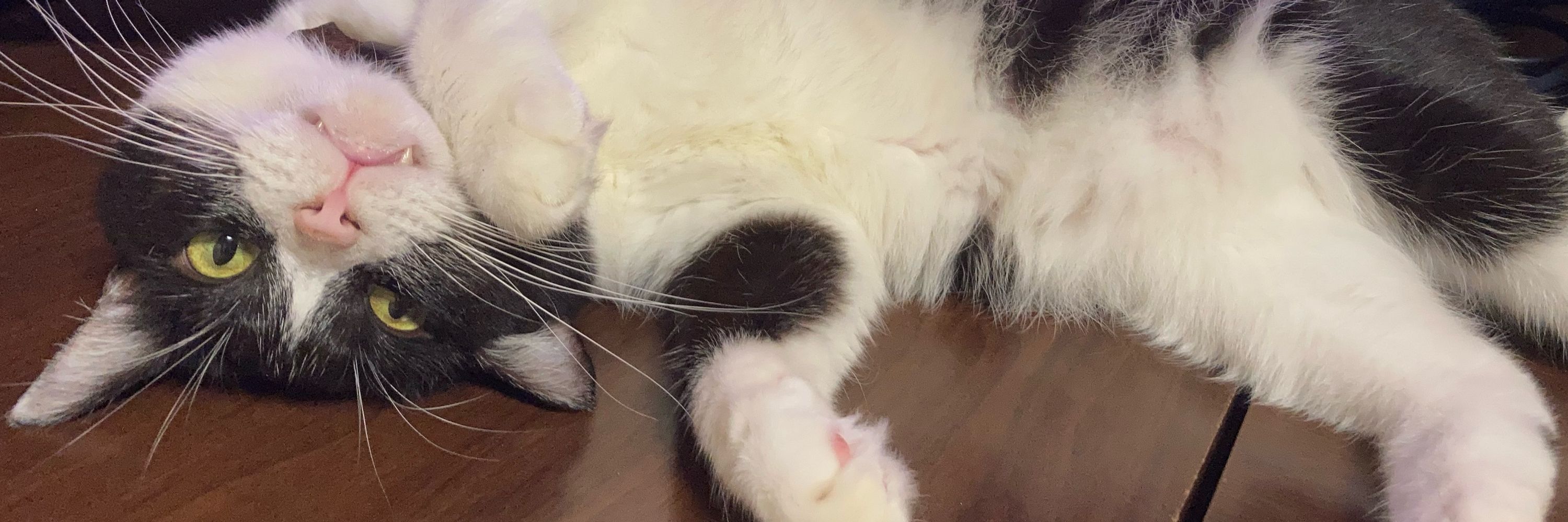 ぽん酢酸