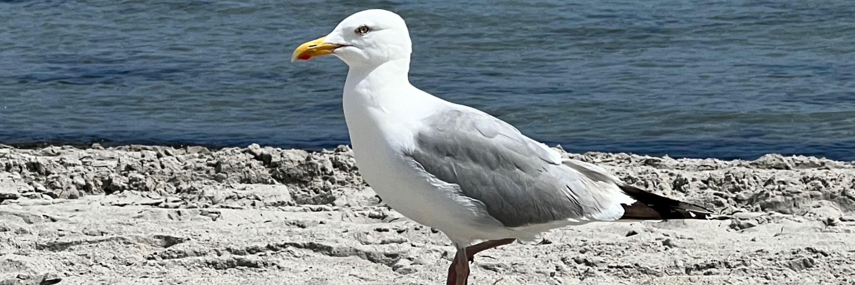 Hermine