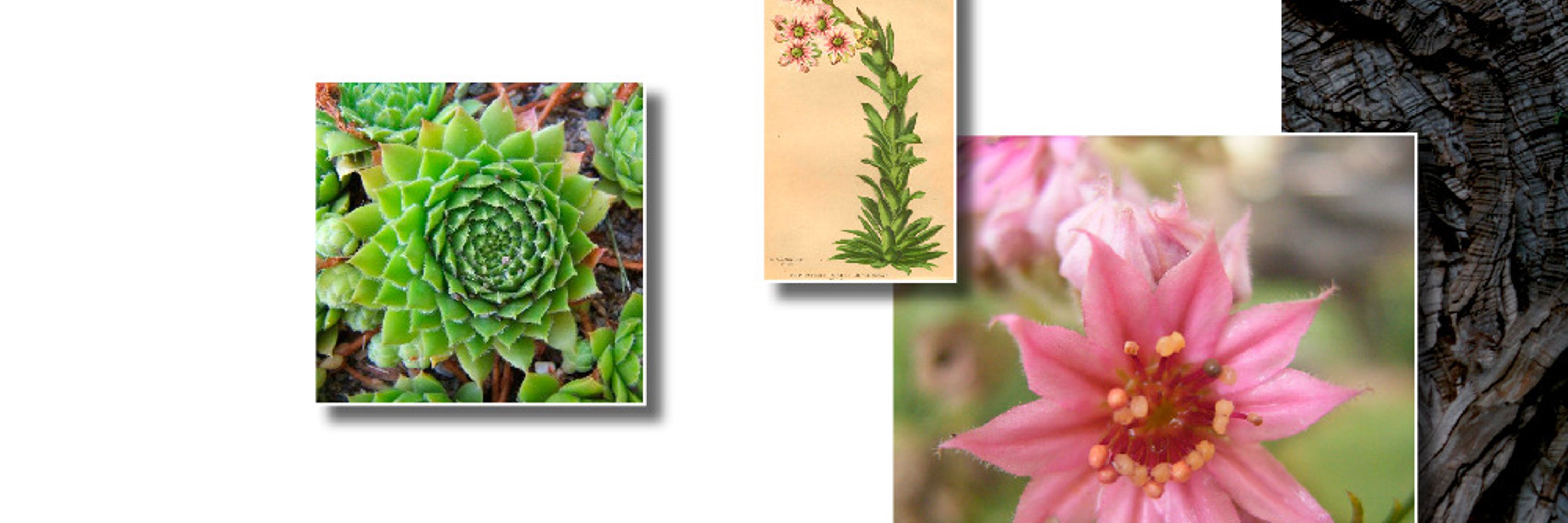 Plant Ecology and Evolution