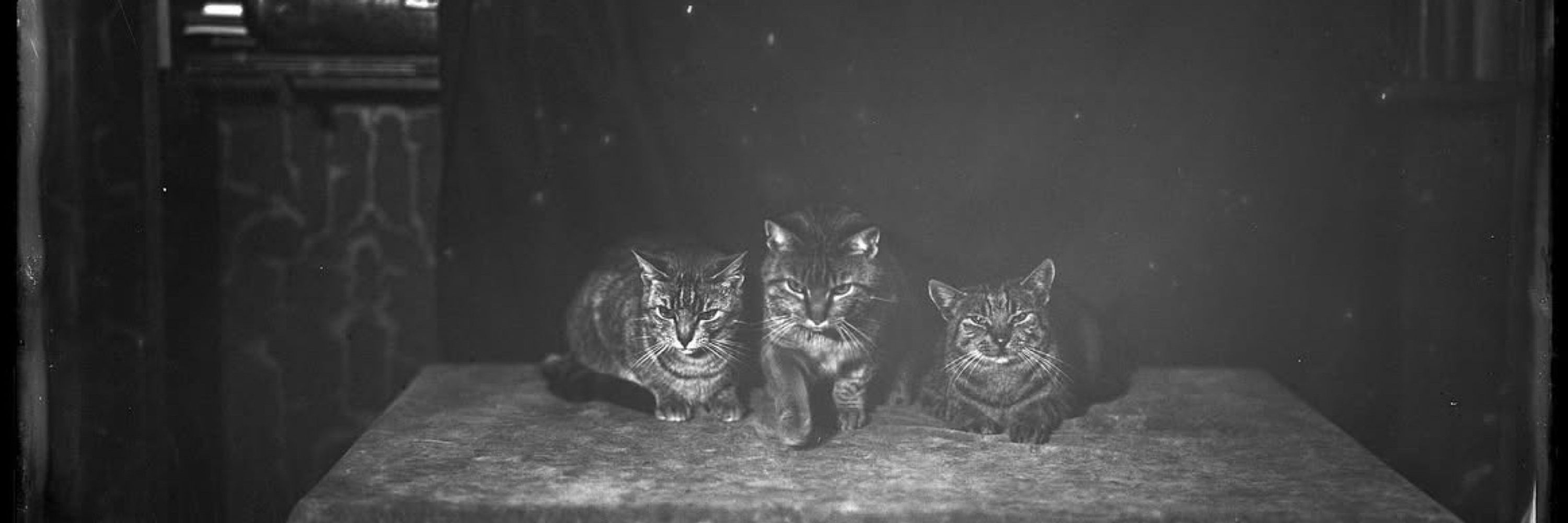 catistory