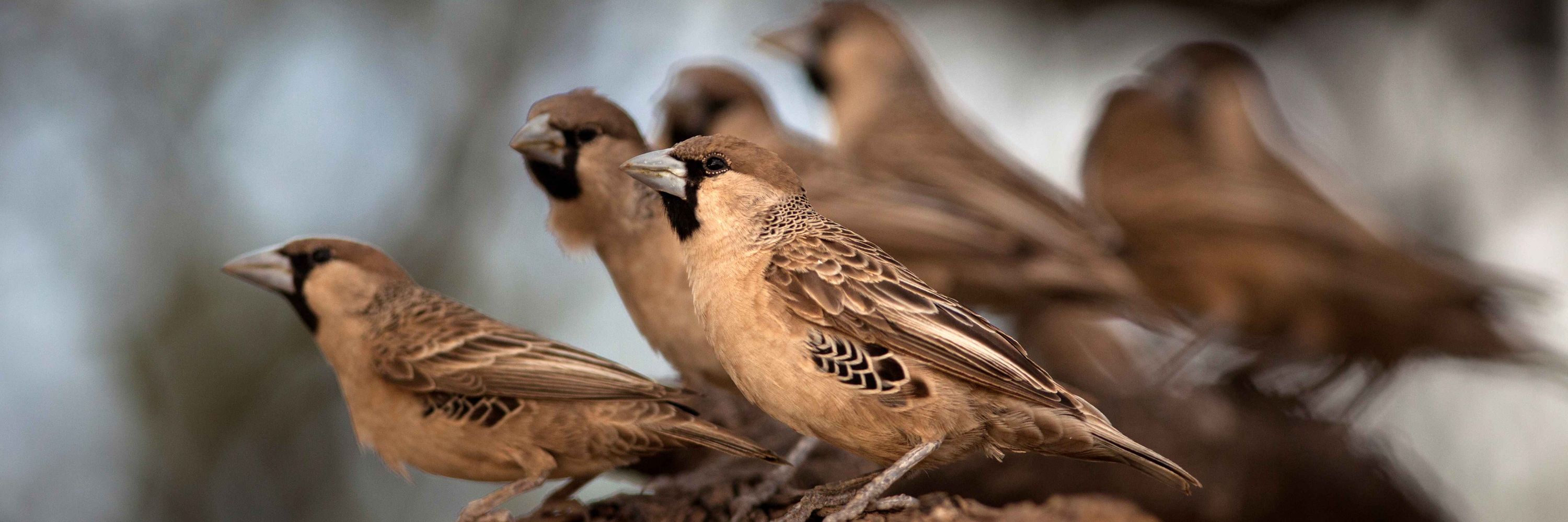 Sociable Weaver Project