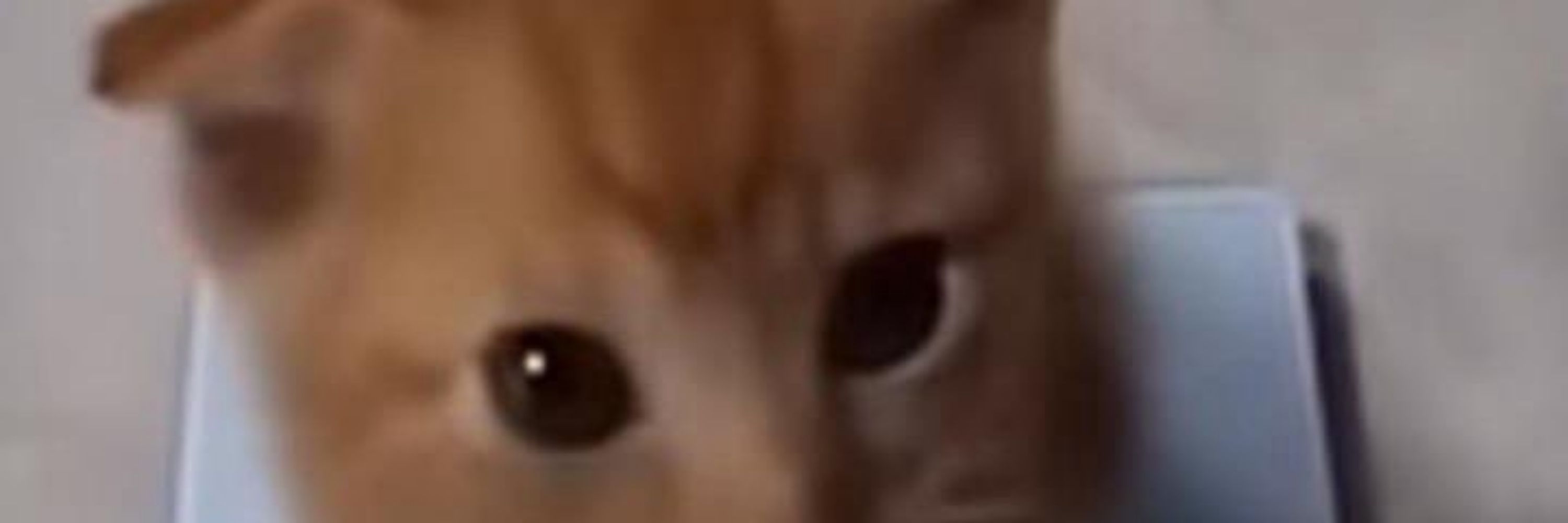 Mothie