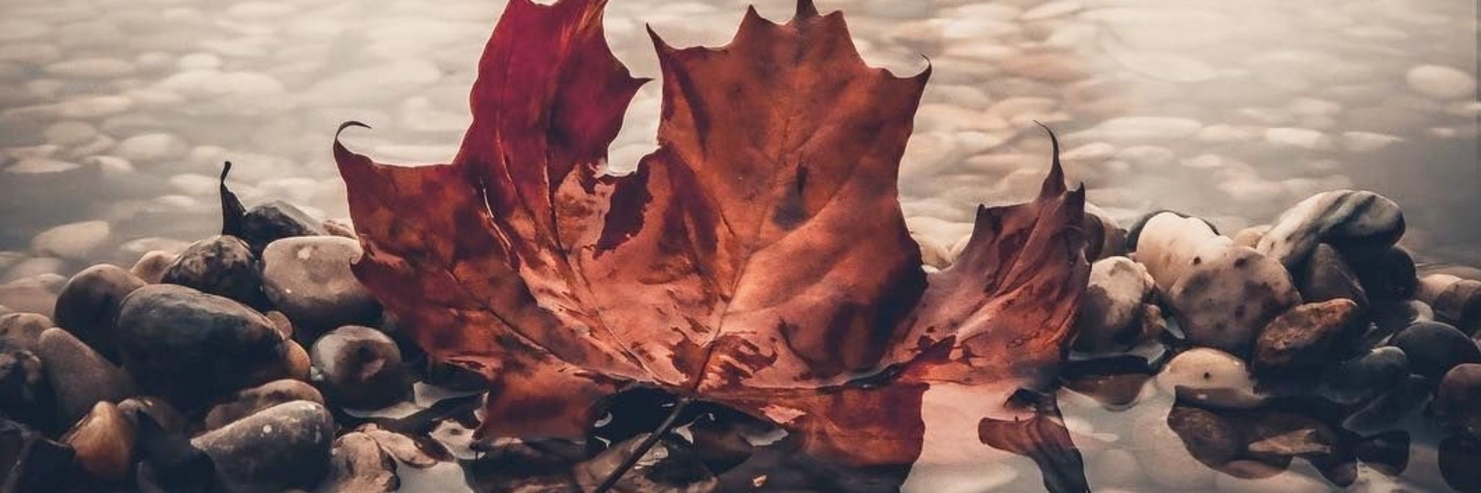 Vexed Maple 🍁 