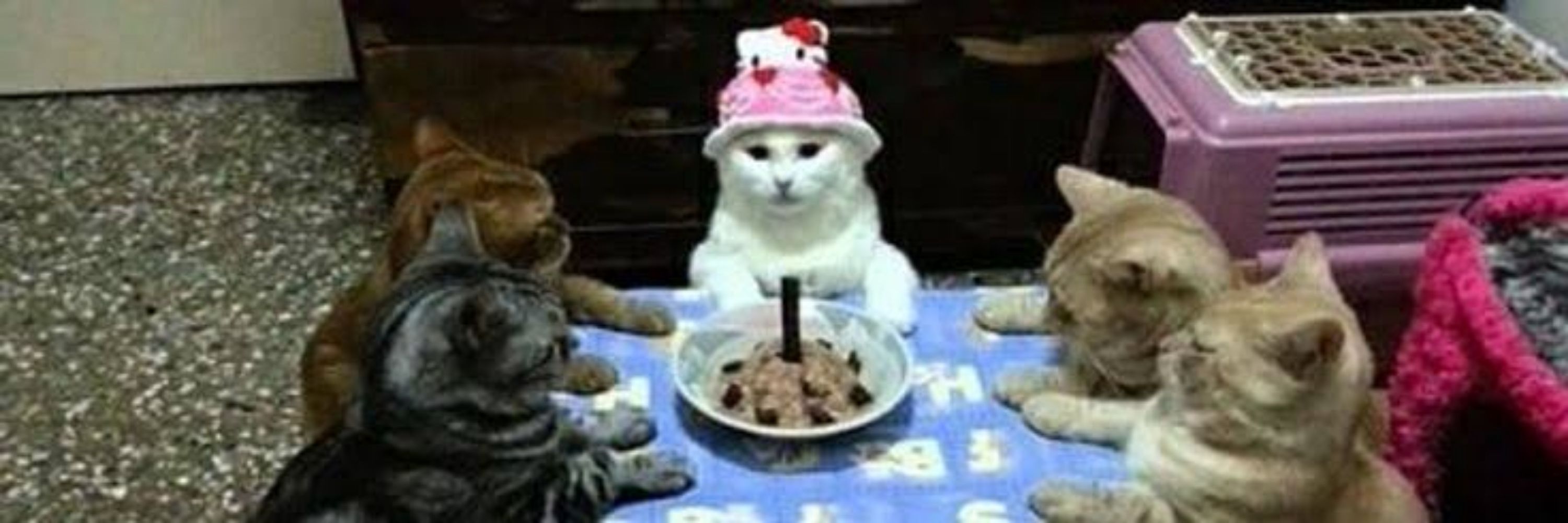 Gatitos 😺