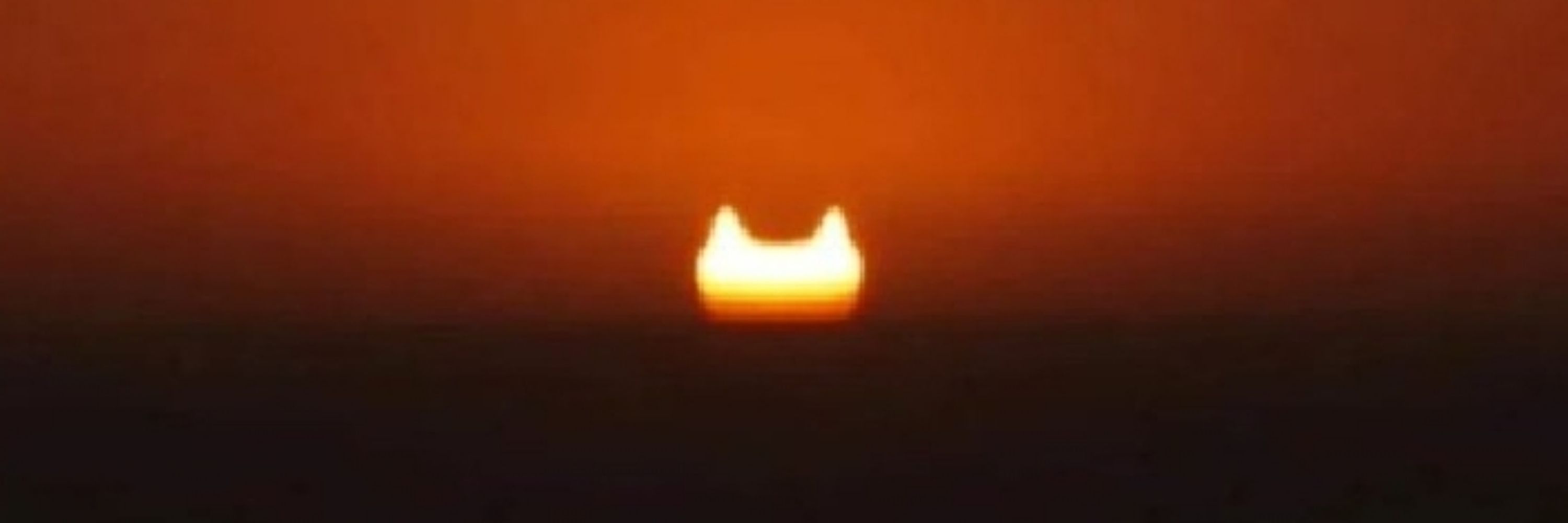 猫侍
