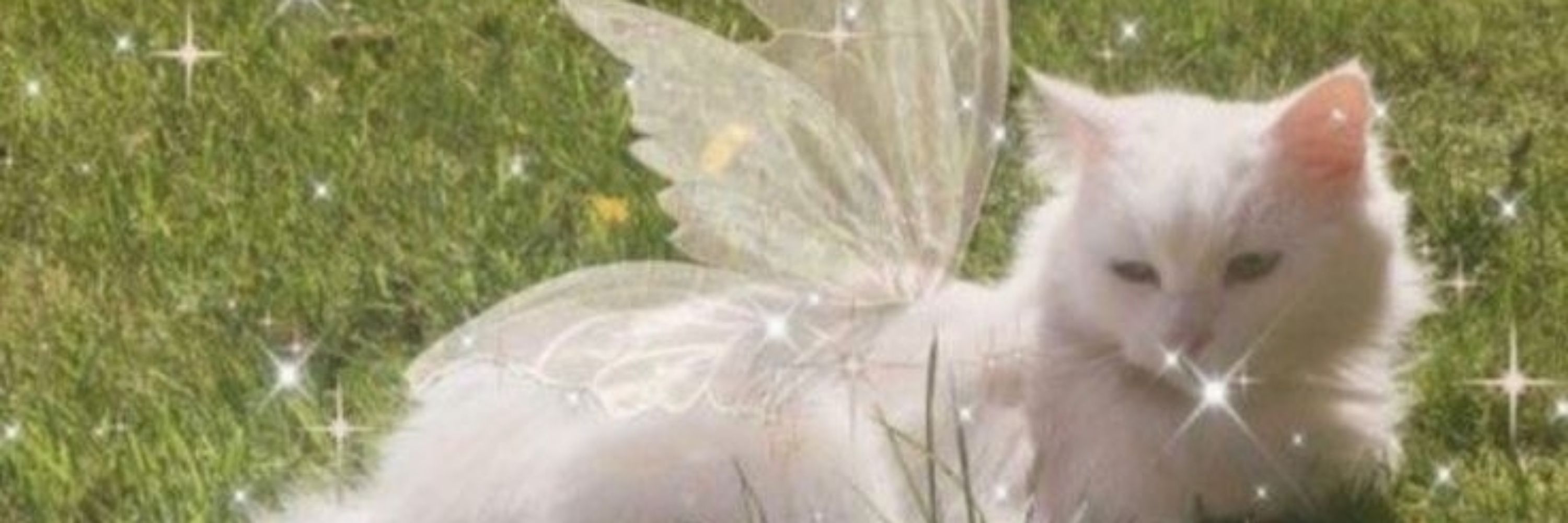 Beatriz˚⟡˖ ࣪