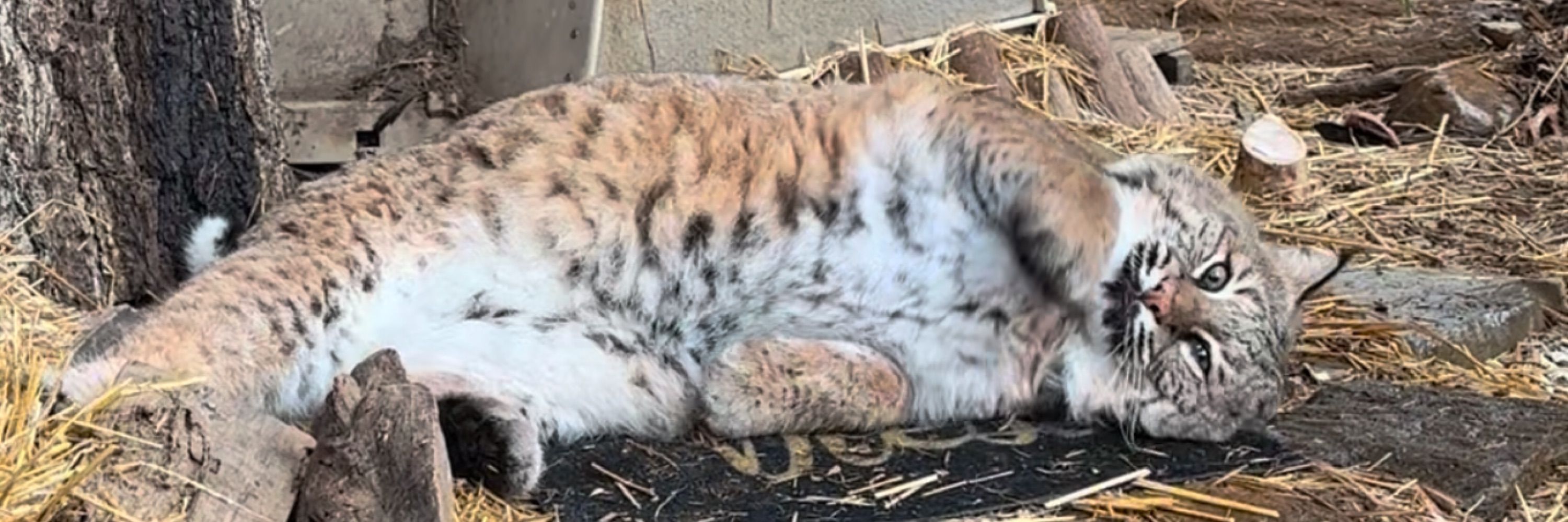 Rustic Acres Wildcat Rescue