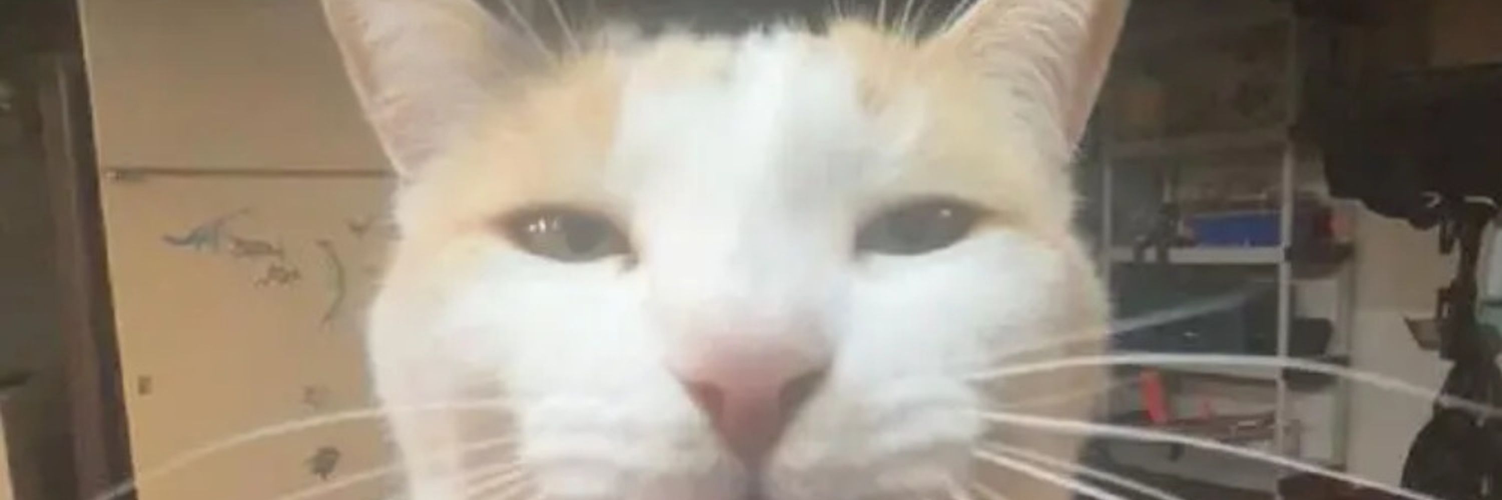 Rosie