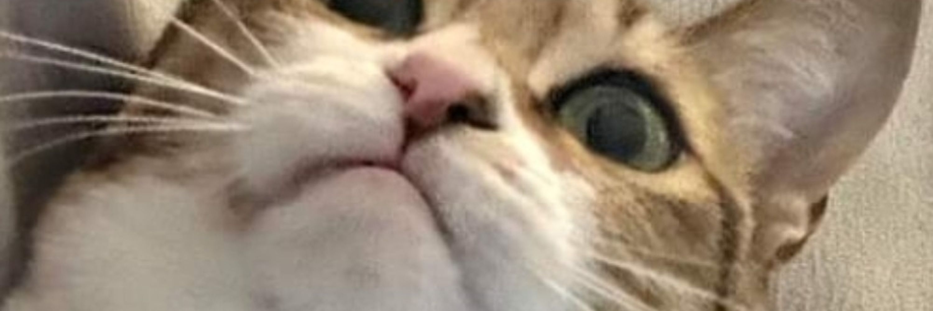Umi Softpaw