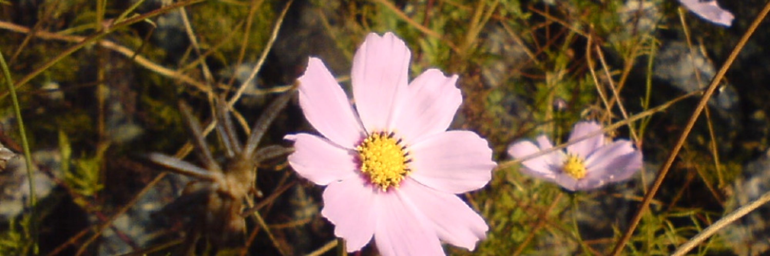 Ayuka