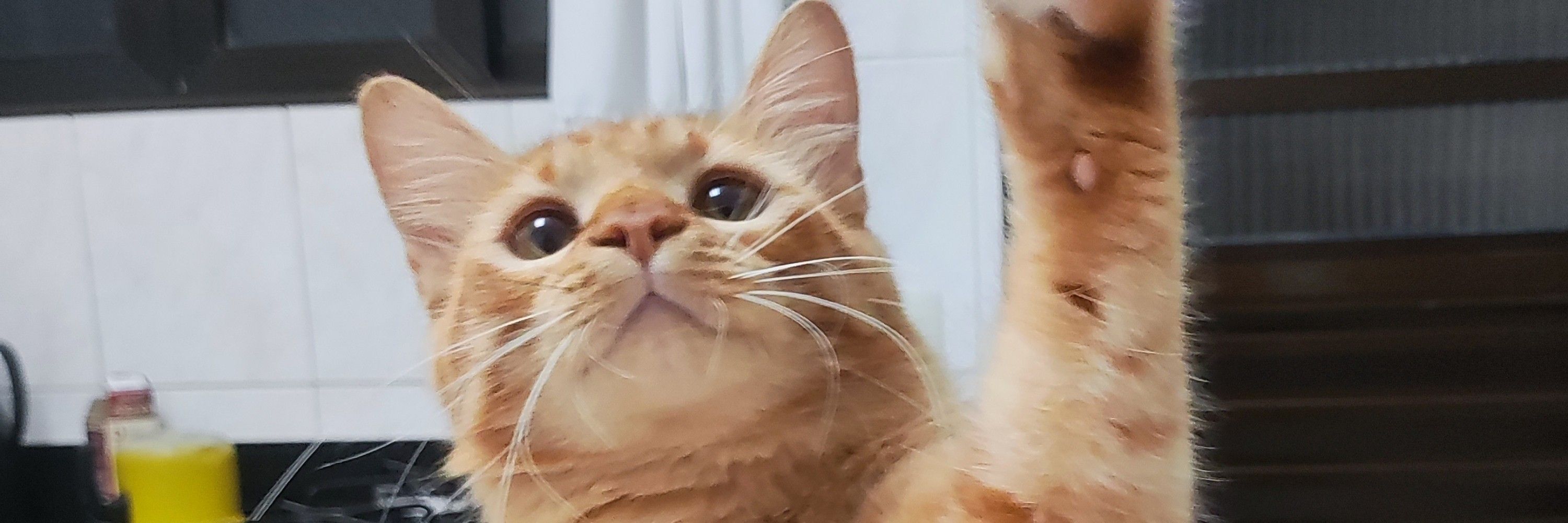 Hello