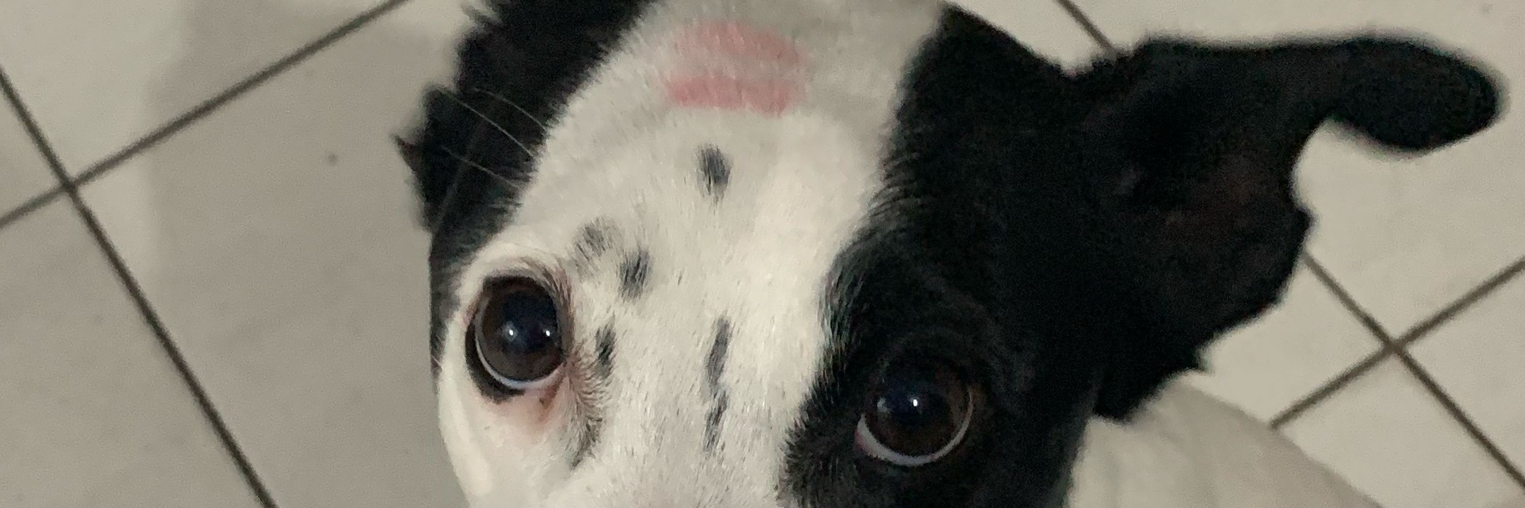 lulu
