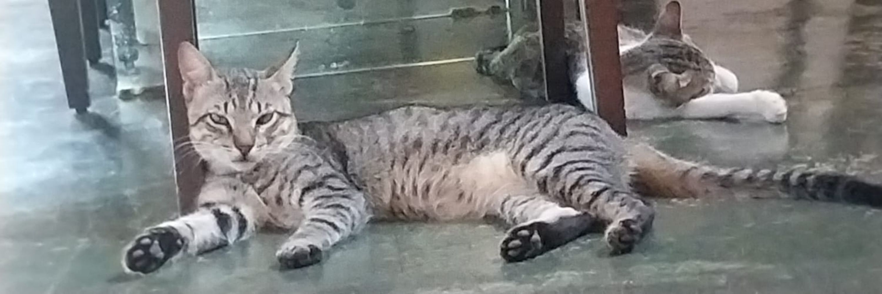 Oi eu sou o caio!