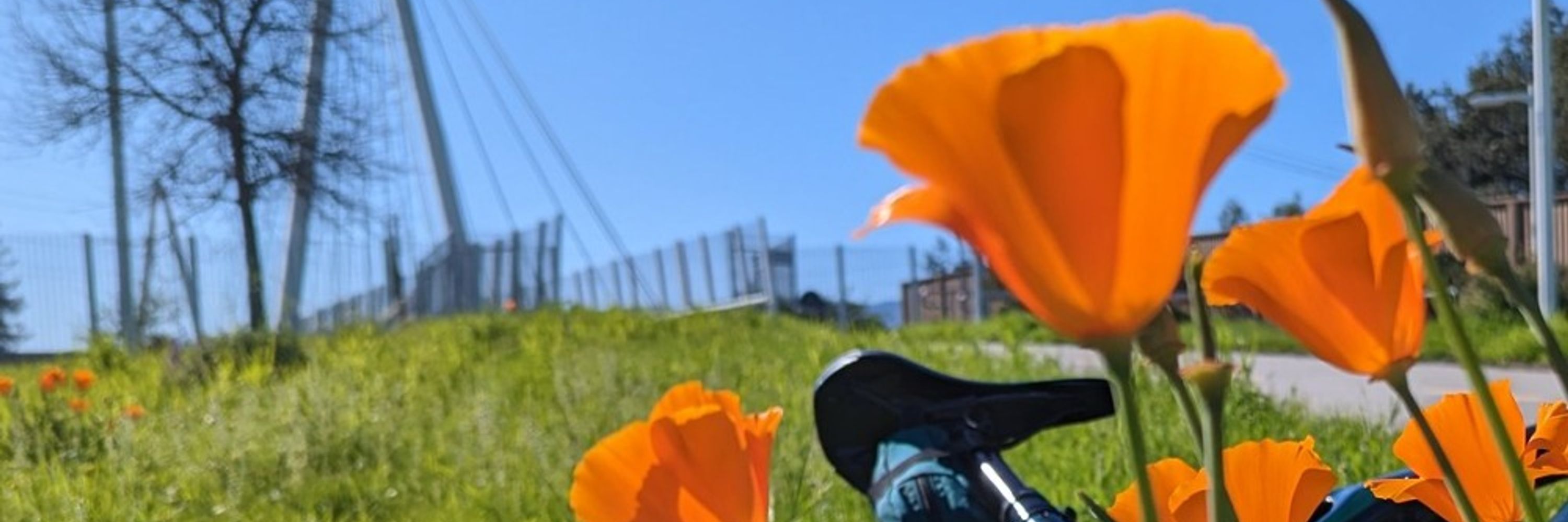 Steve Meier - California in Nature