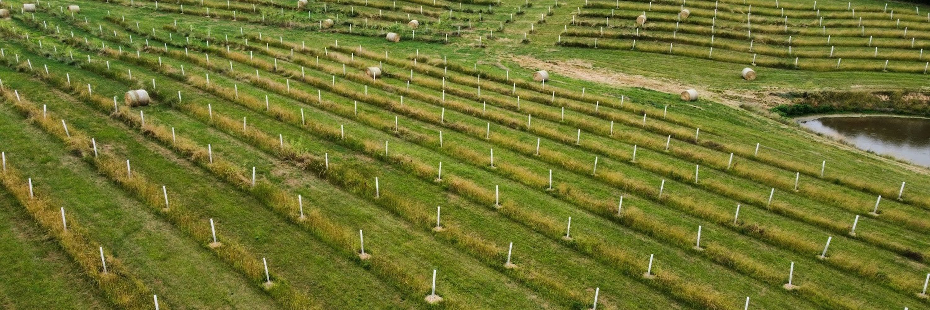 Agroforestry Partners