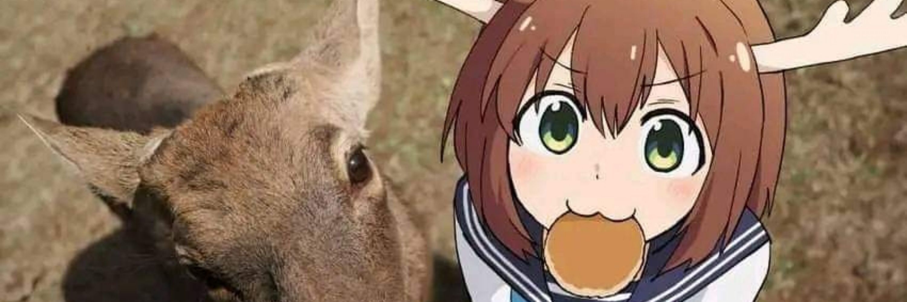 Nikkitefi 