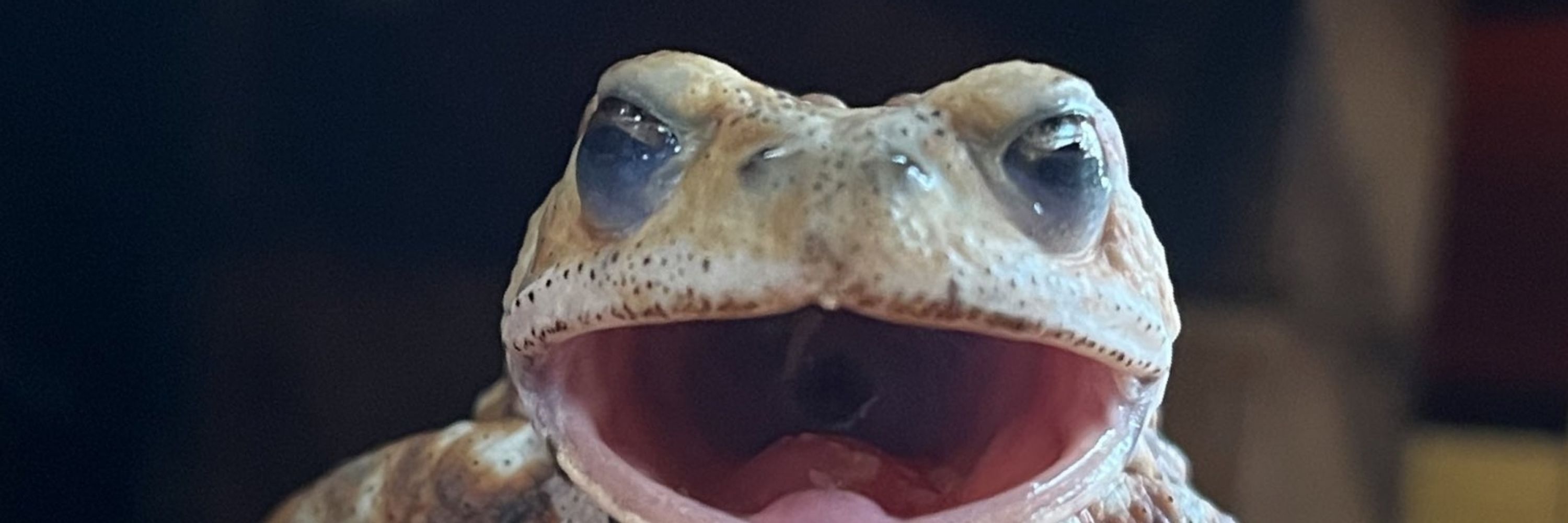 Nuclear Toad