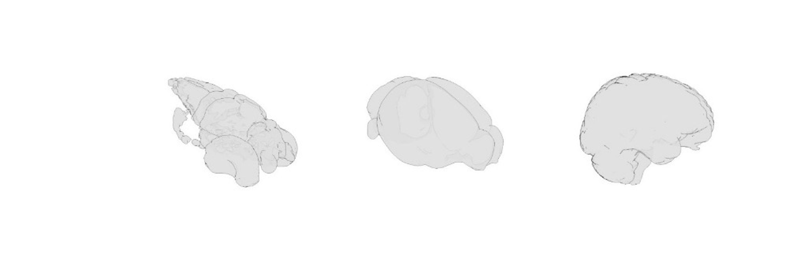 BrainGlobe