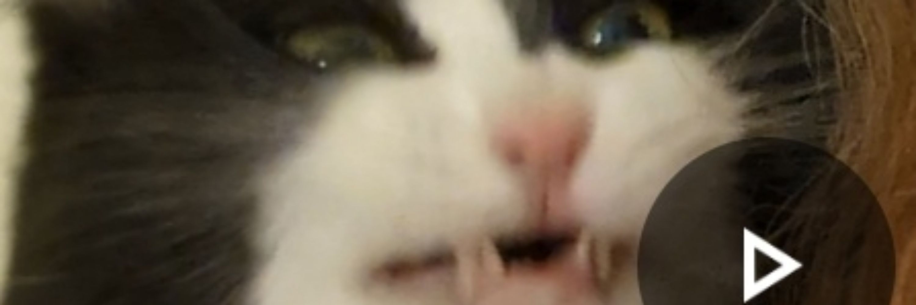 Yohosie (capital G Gamer)