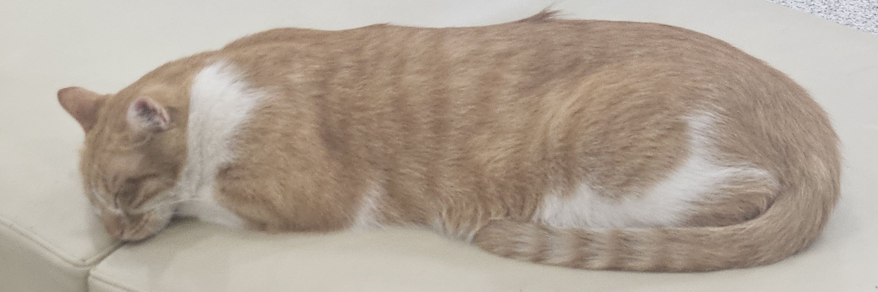 파숴