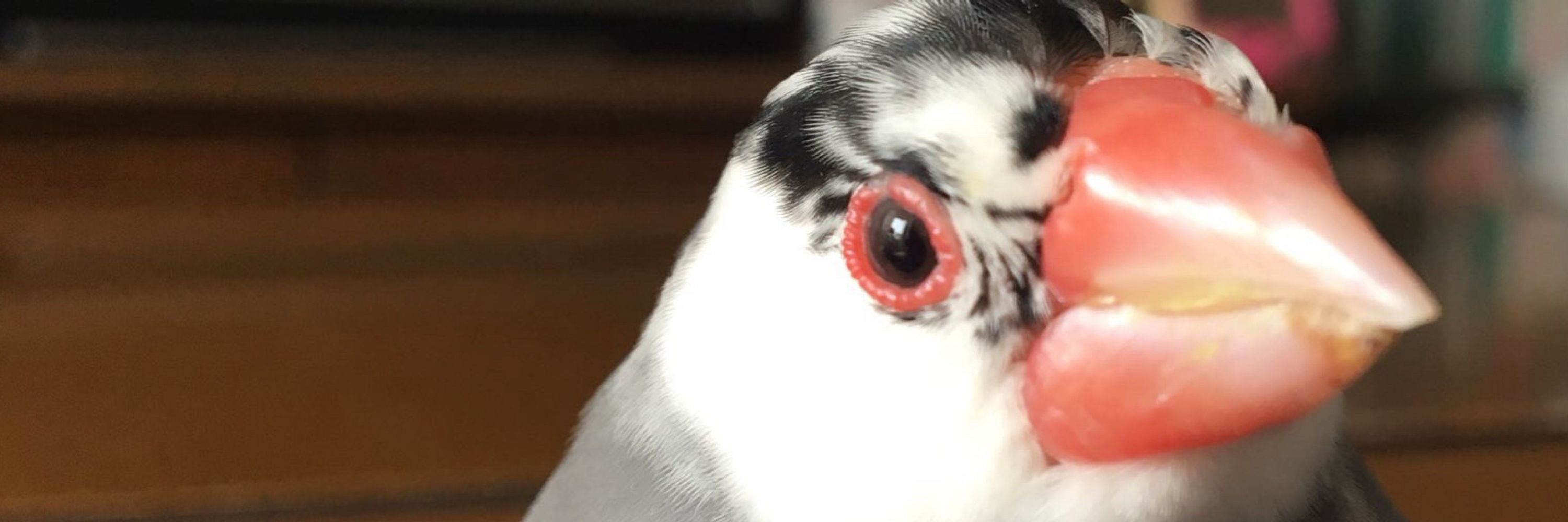 ﾃ