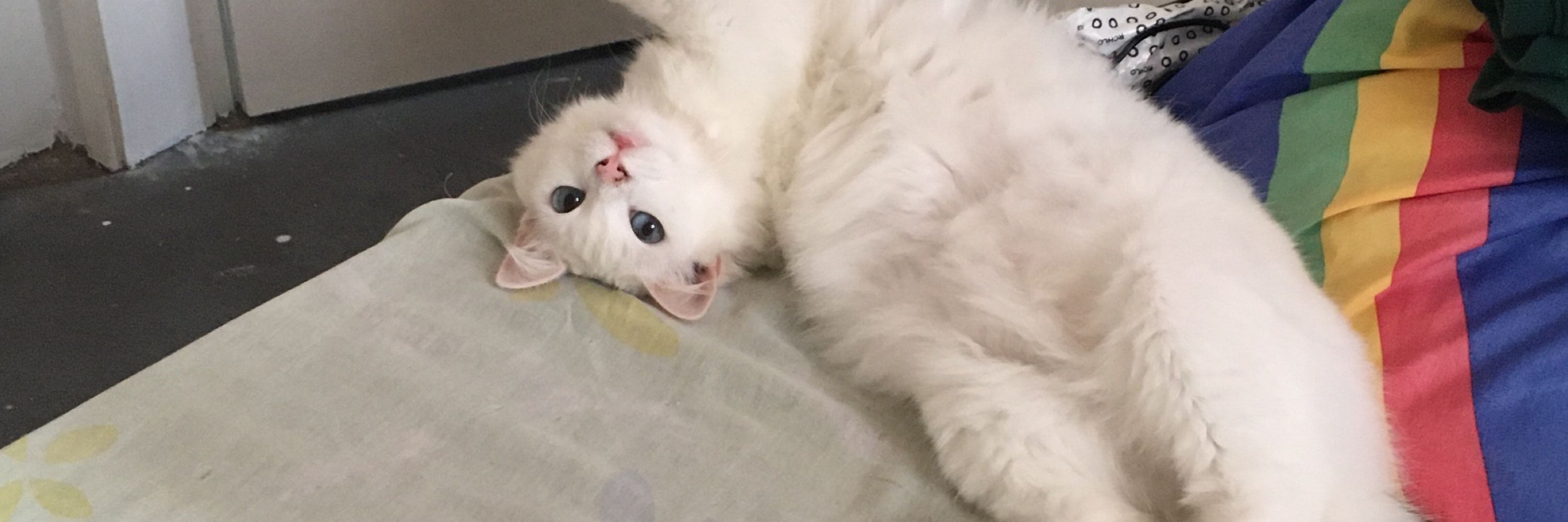 lusca