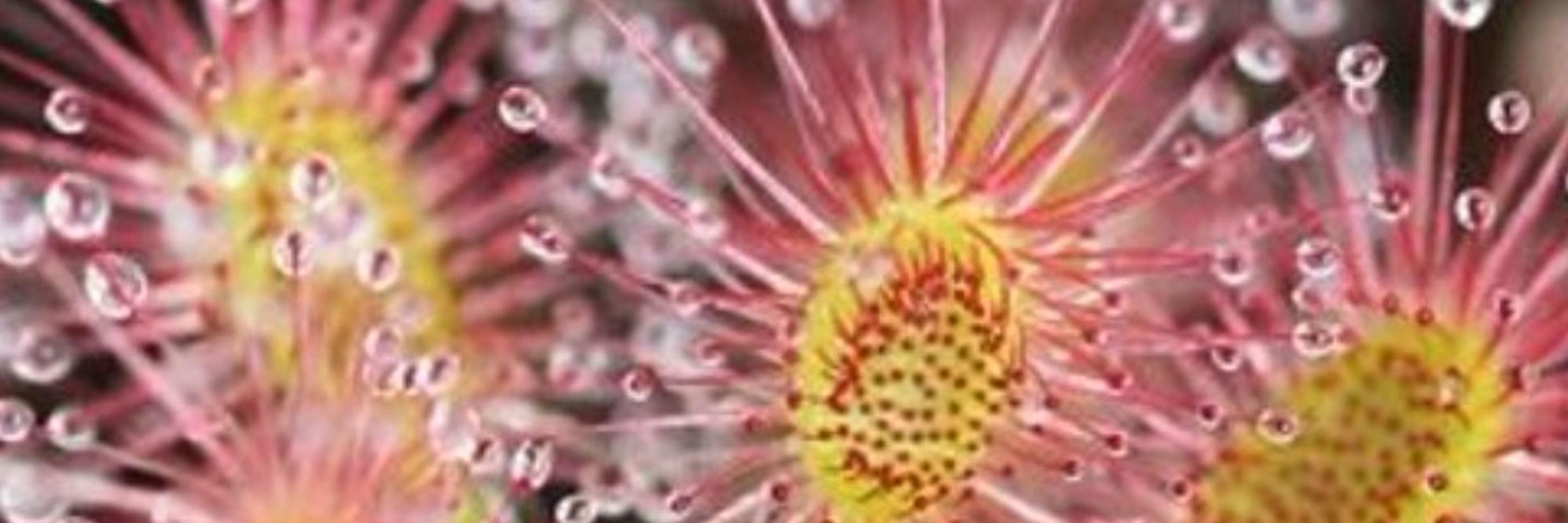 Sundew Daydream 
