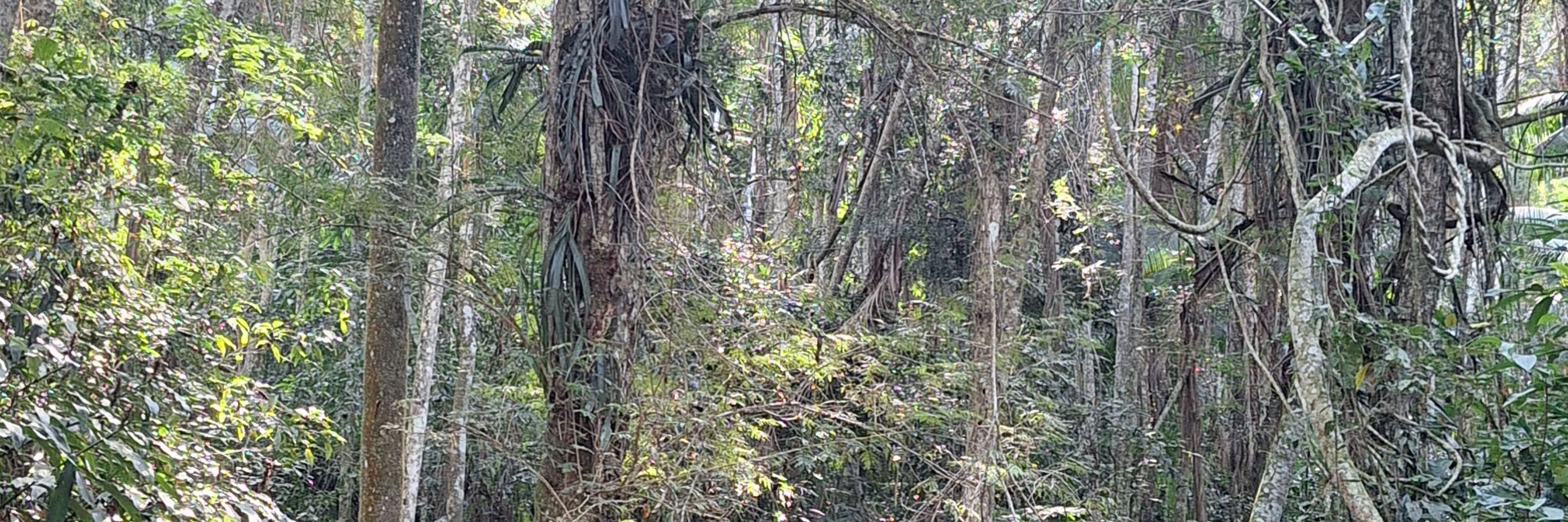 caninana