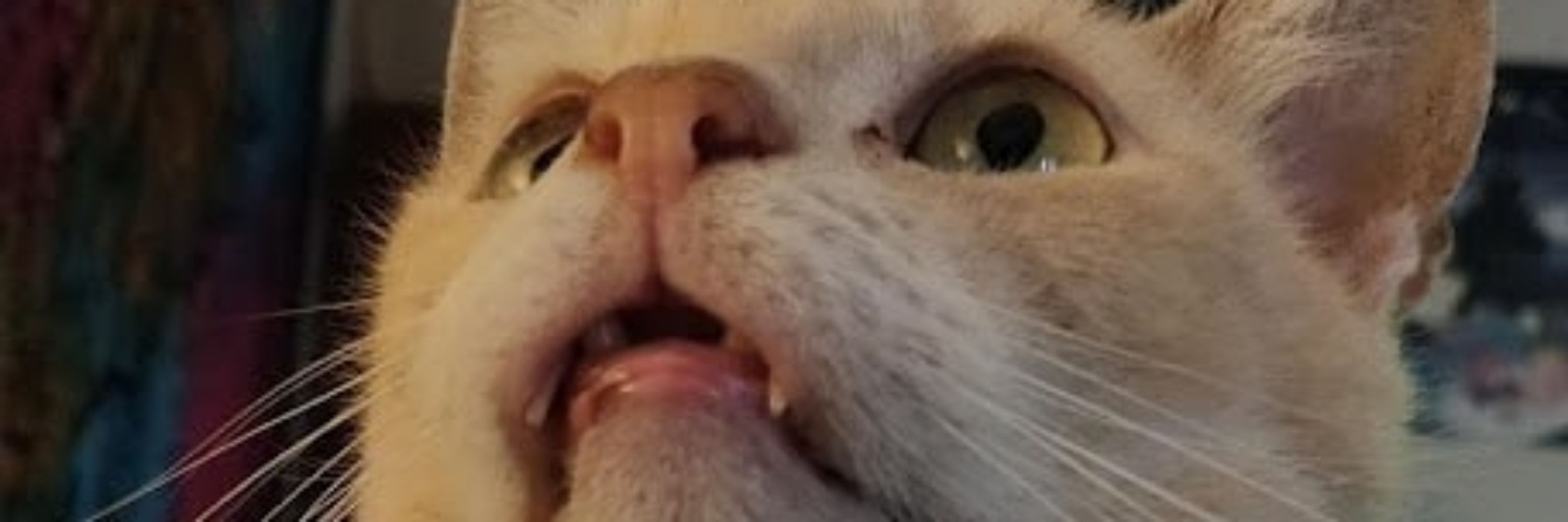 bleptarts