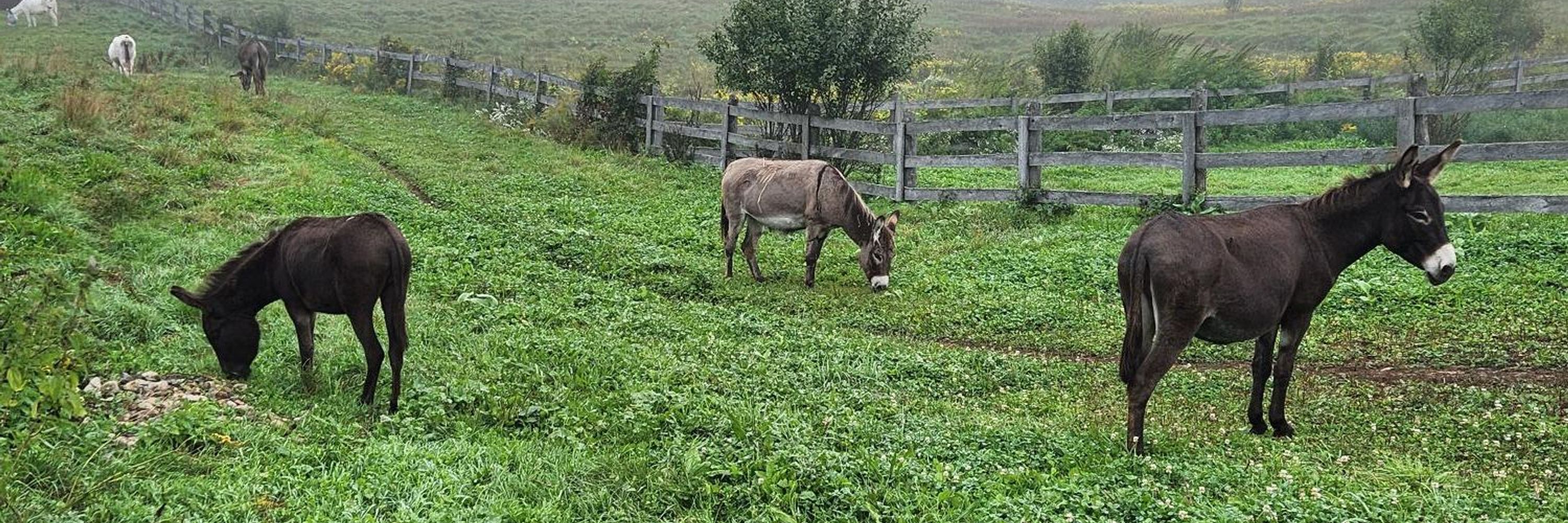 The Donkey Sanctuary of Canada