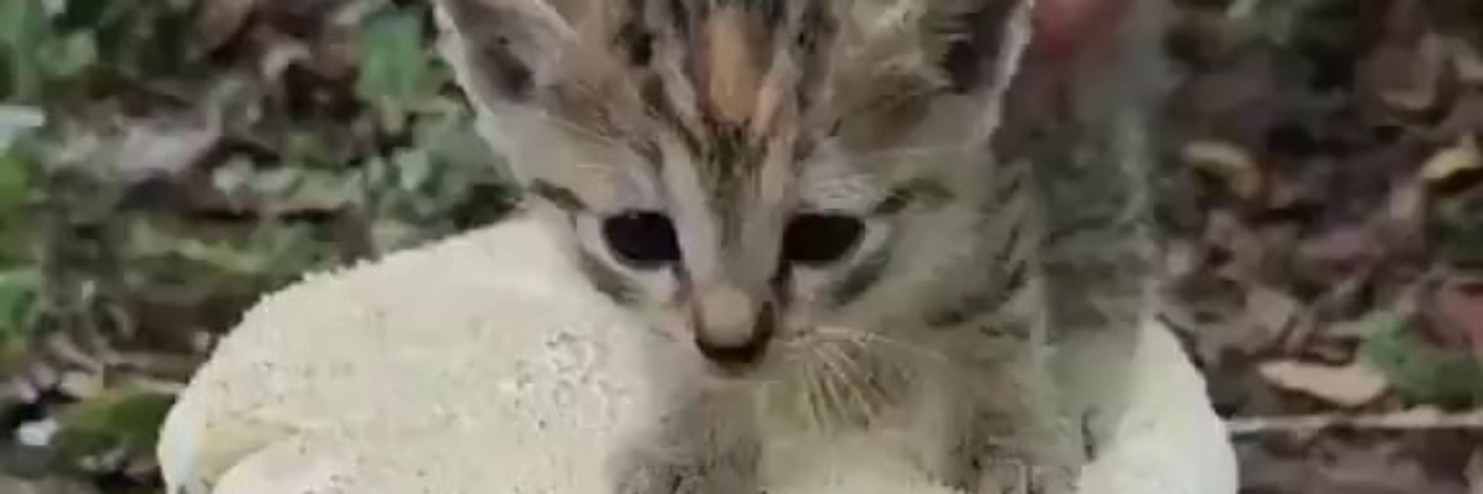 WeirdFoxDreams