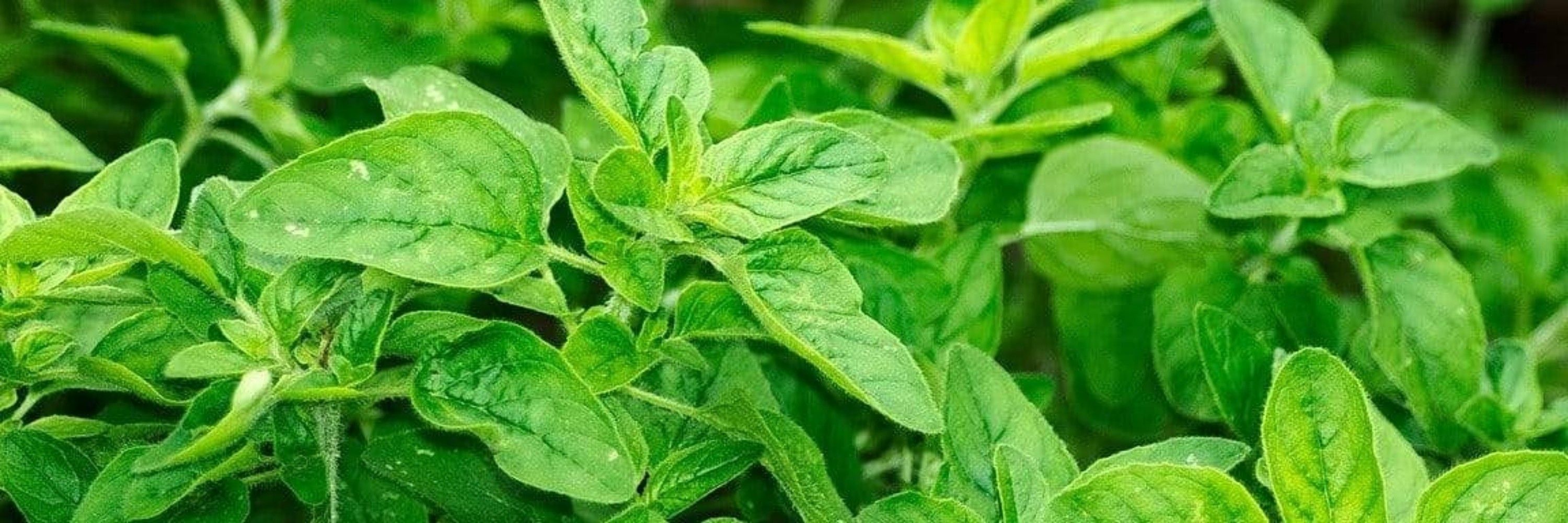Infinite Oregano