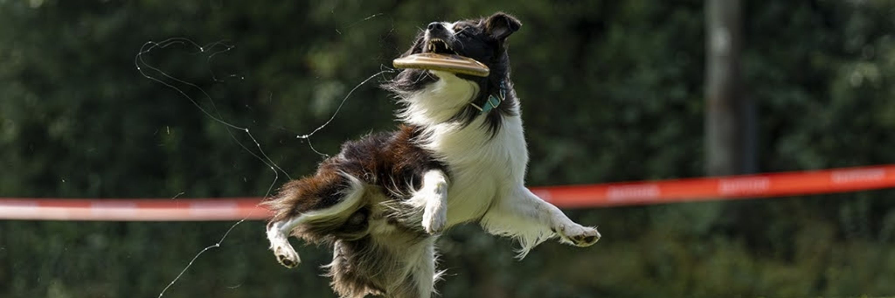 Der Hundepapi