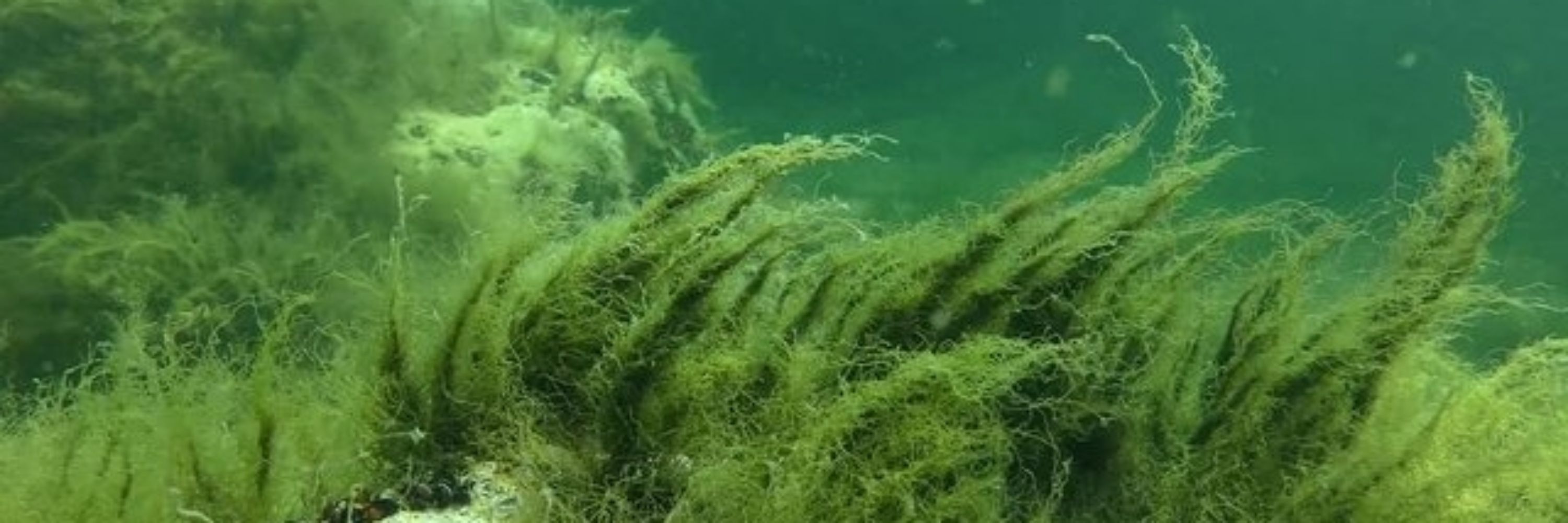 Cladophora vagabunda