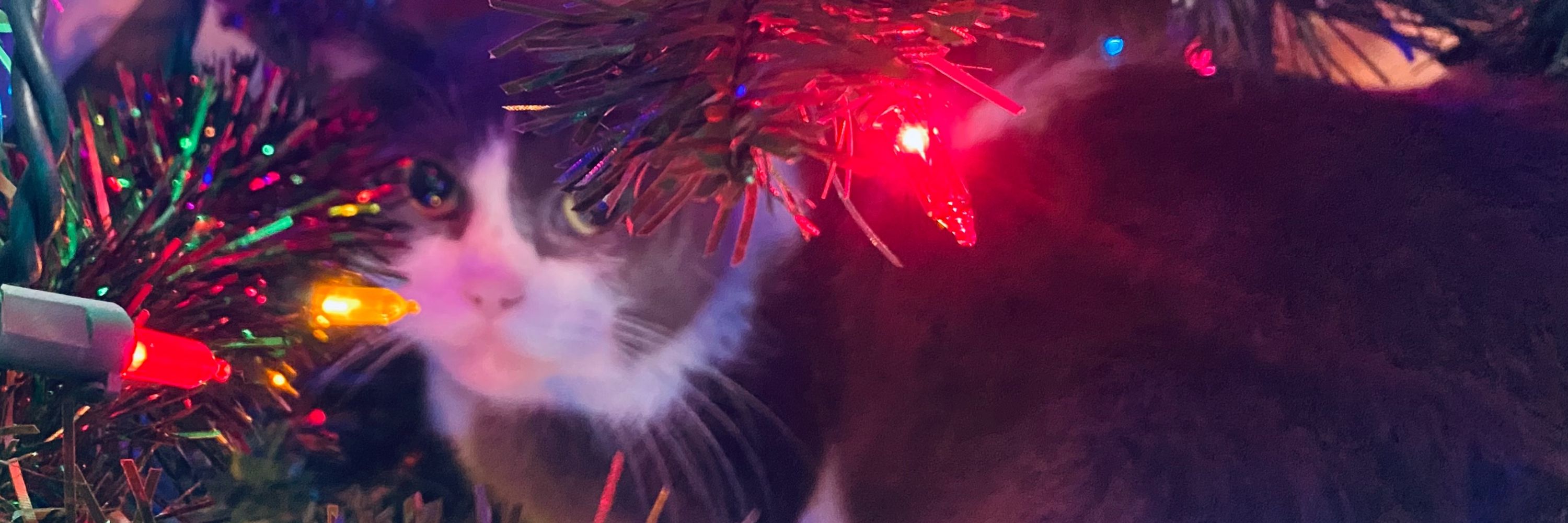 Samzie.
