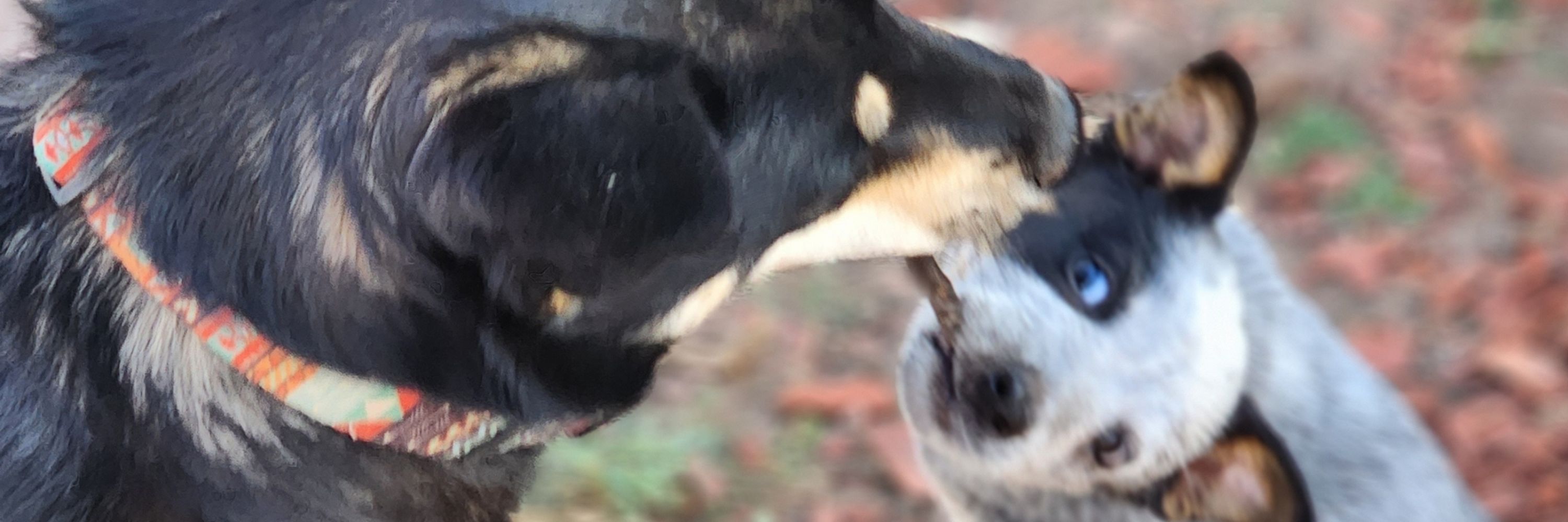 PetsWeekly