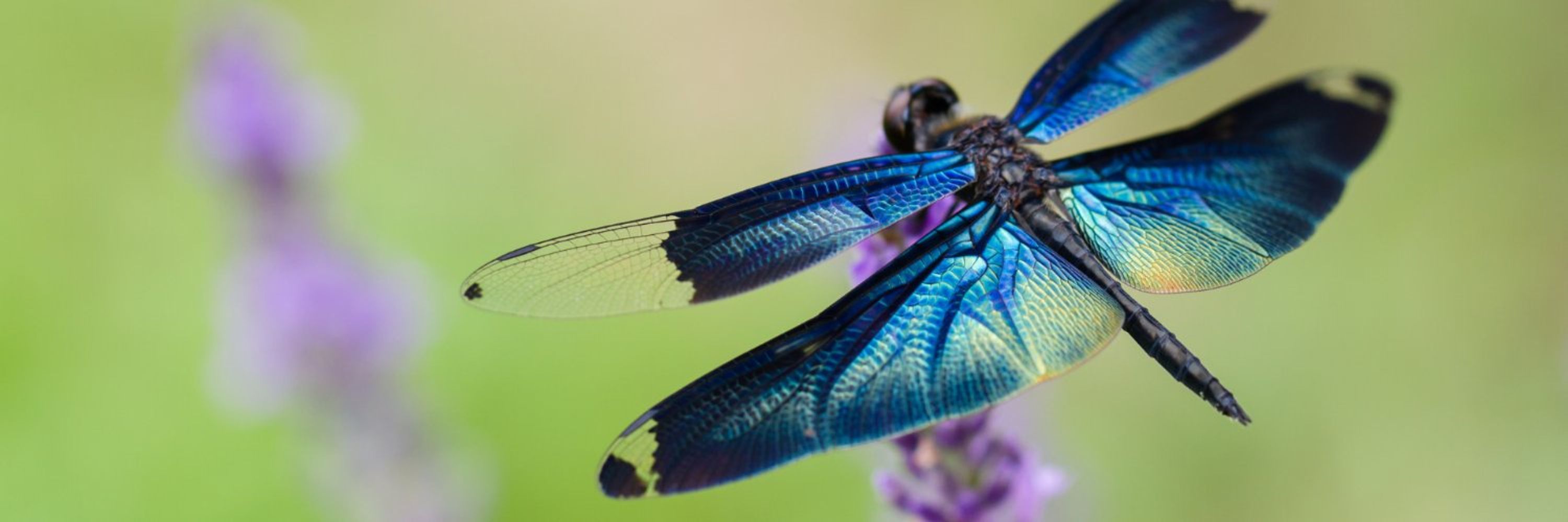 Humanité et Biodiversité
