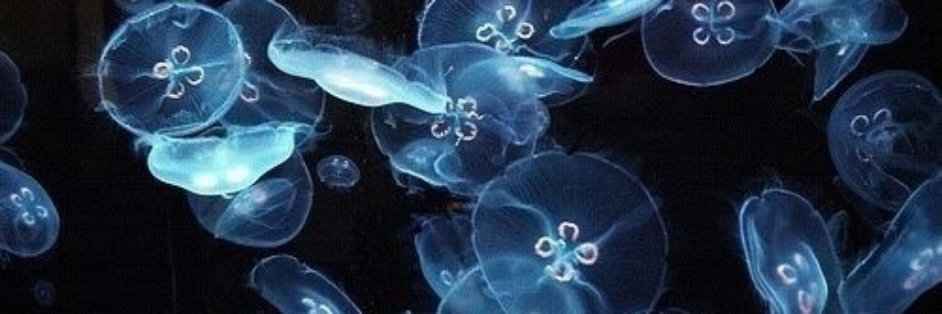 𝐊𝐢𝐭𝐭𝐲𝐛𝐨𝐨𝅄 ׁ 𓆜 𓆝