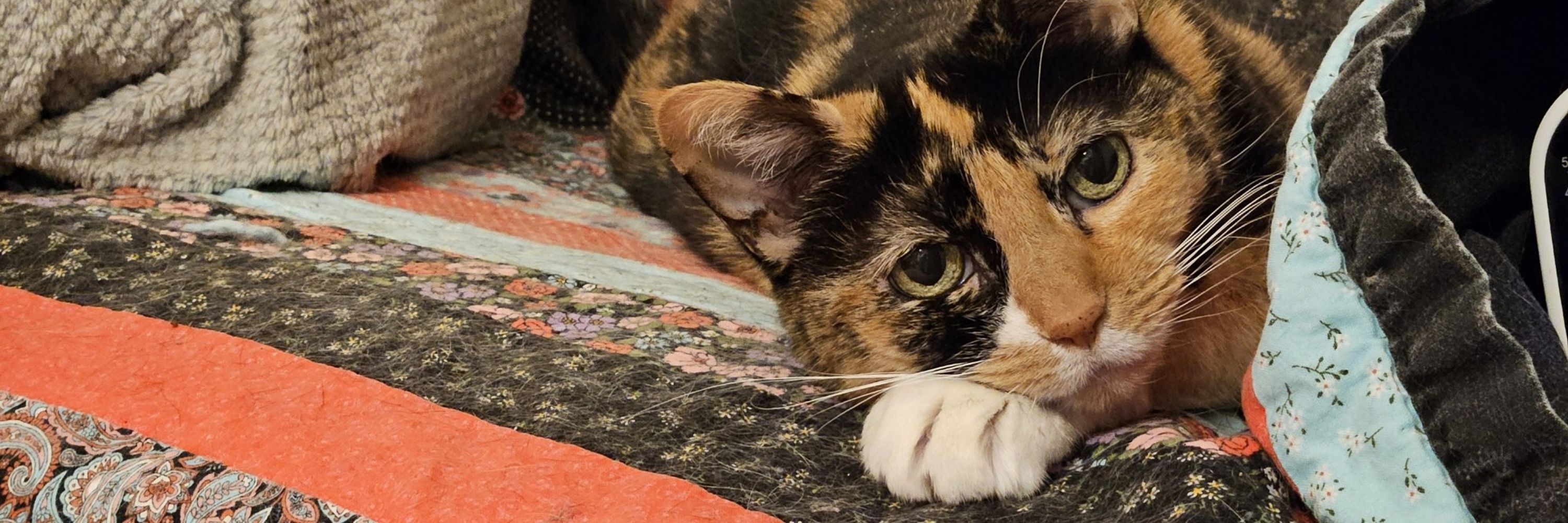 Hannah the Cat